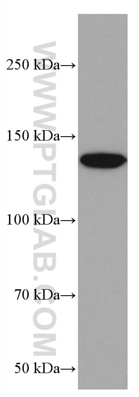 Western Blot (WB) analysis of Ramos cells using PLCG2 Monoclonal antibody (67011-1-Ig)