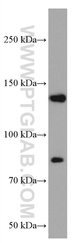 Western Blot (WB) analysis of Daudi cells using PLCG2 Monoclonal antibody (67011-1-Ig)