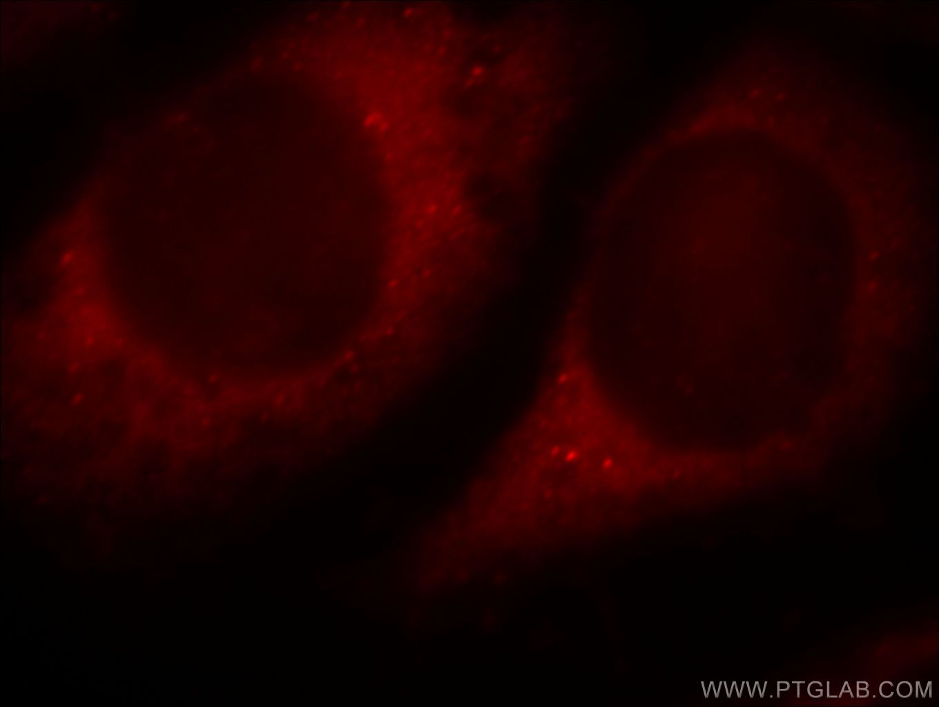 Immunofluorescence (IF) / fluorescent staining of HeLa cells using PLCH1 Polyclonal antibody (19143-1-AP)