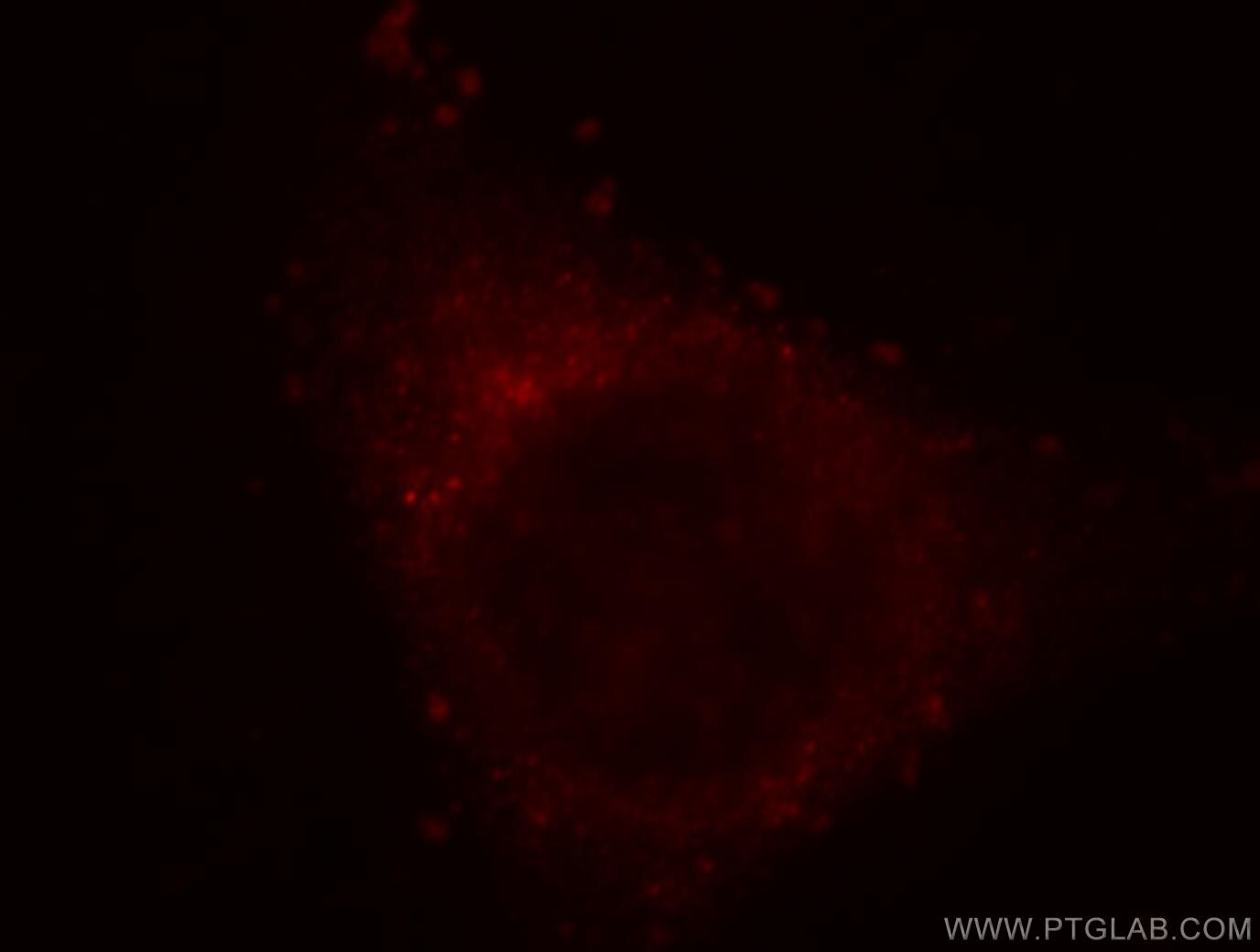 Immunofluorescence (IF) / fluorescent staining of HepG2 cells using PLCH1 Polyclonal antibody (19143-1-AP)