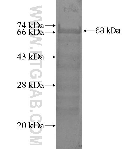 PLCH1 fusion protein Ag13607 SDS-PAGE