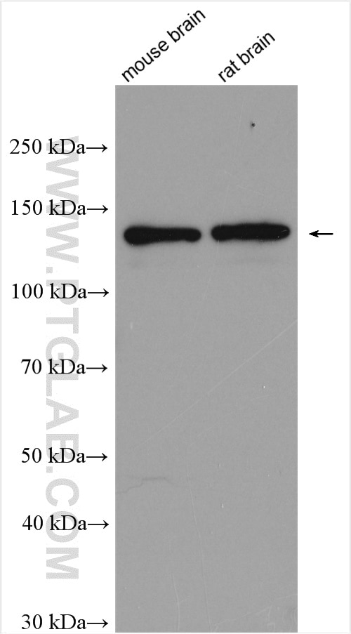 Western Blot (WB) analysis of various lysates using PLCL2 Polyclonal antibody (17421-1-AP)