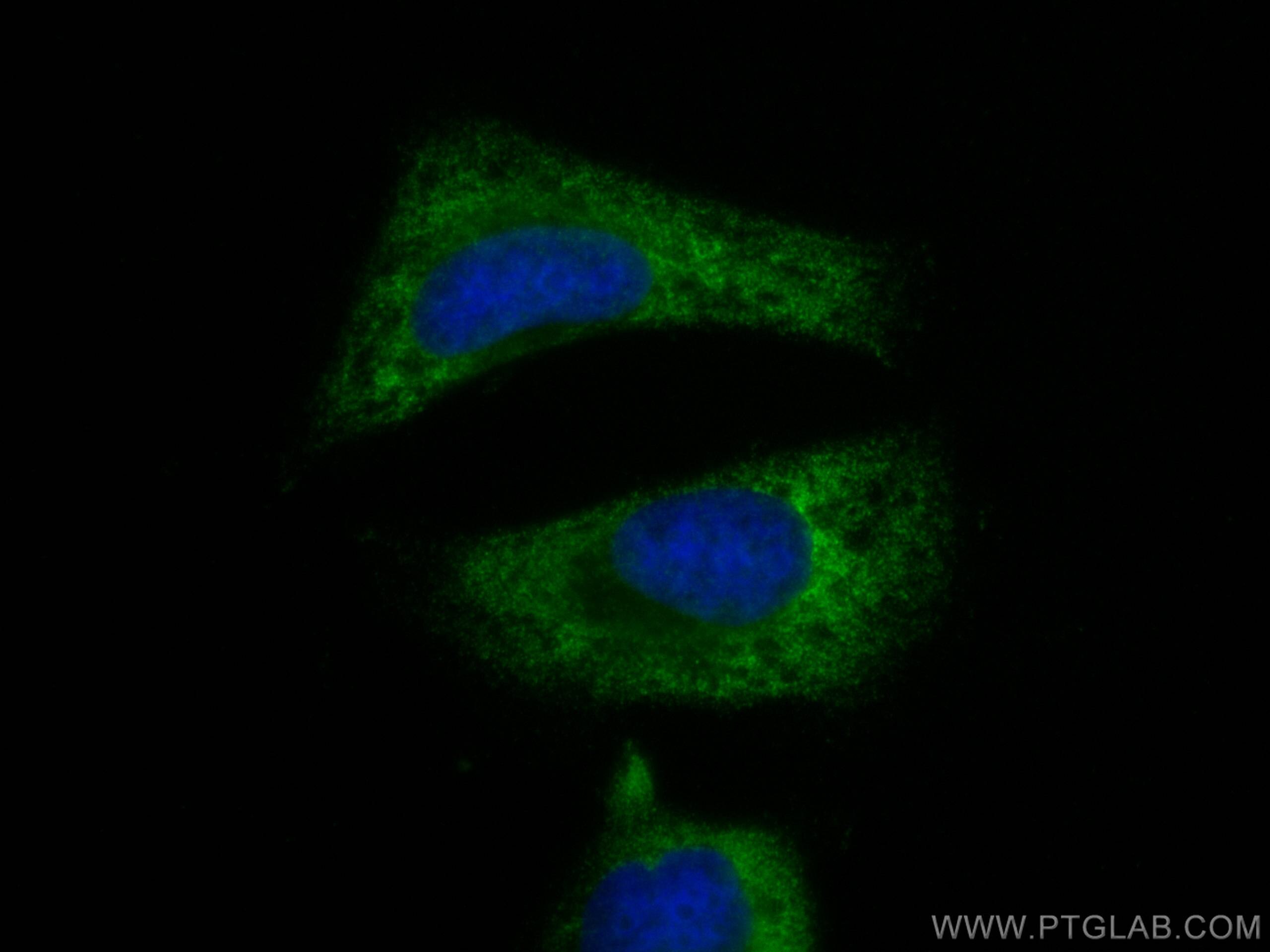 Immunofluorescence (IF) / fluorescent staining of HeLa cells using CoraLite®488-conjugated PLCL2 Monoclonal antibody (CL488-67471)