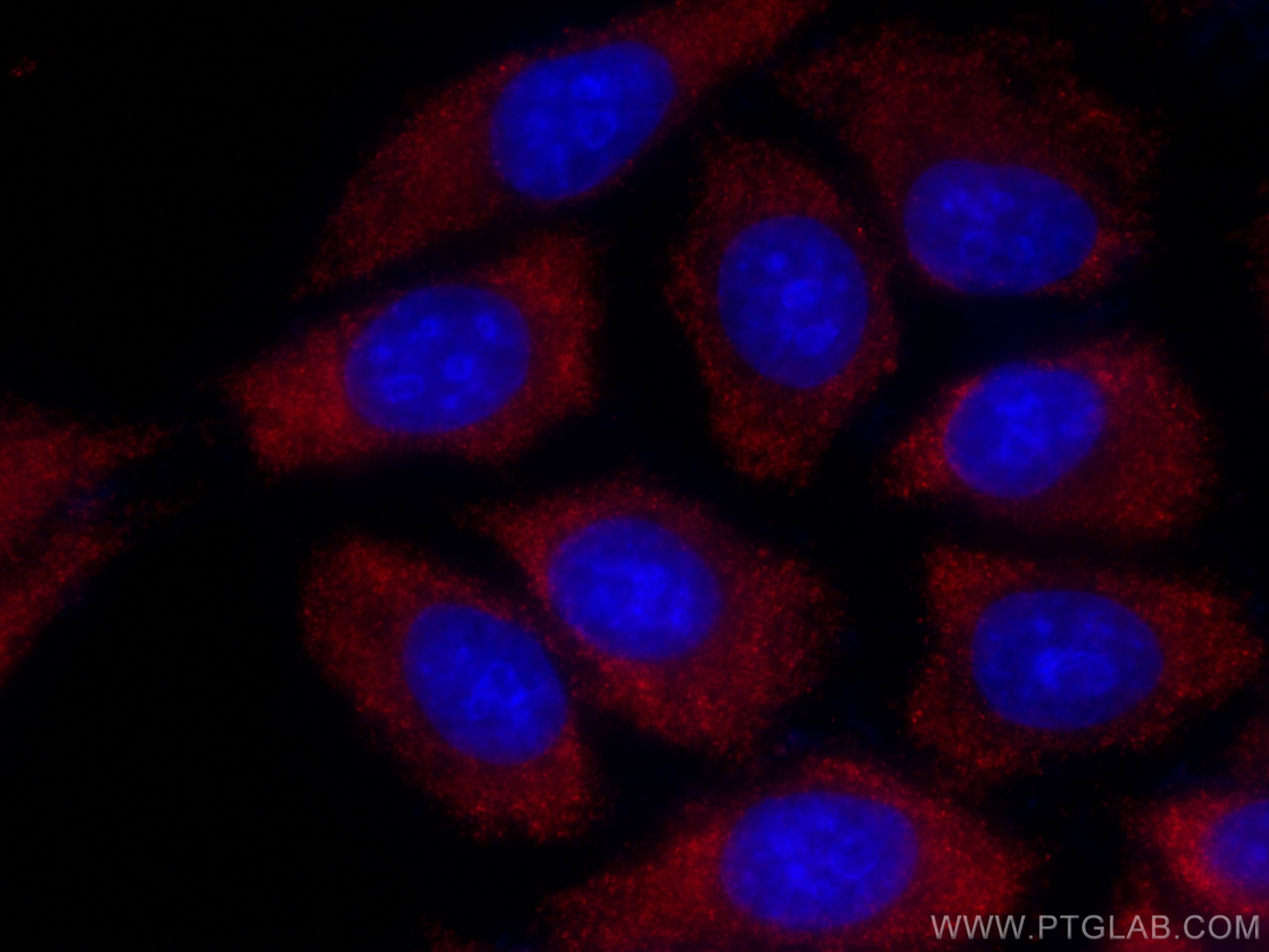 Immunofluorescence (IF) / fluorescent staining of HepG2 cells using CoraLite®594-conjugated PLCL2 Monoclonal antibody (CL594-67471)