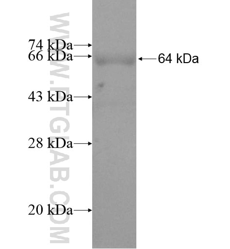 PLCL2 fusion protein Ag11443 SDS-PAGE