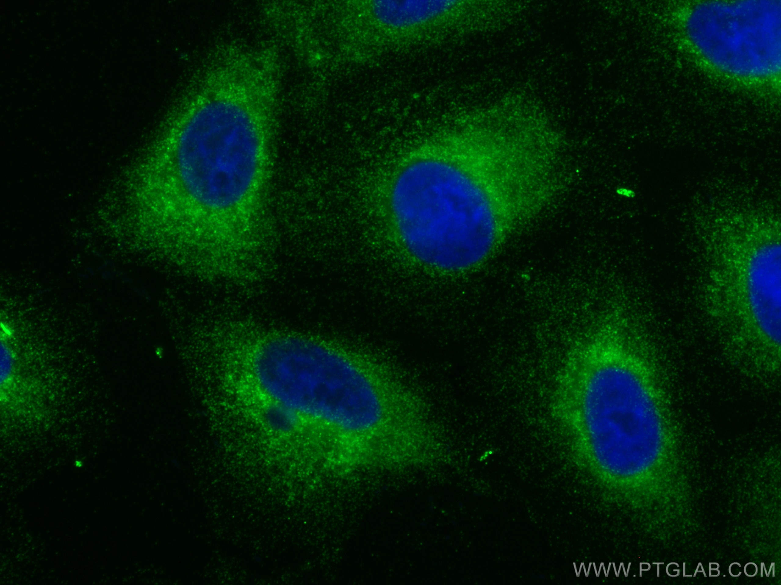 Immunofluorescence (IF) / fluorescent staining of A549 cells using PLCXD1 Polyclonal antibody (20161-1-AP)
