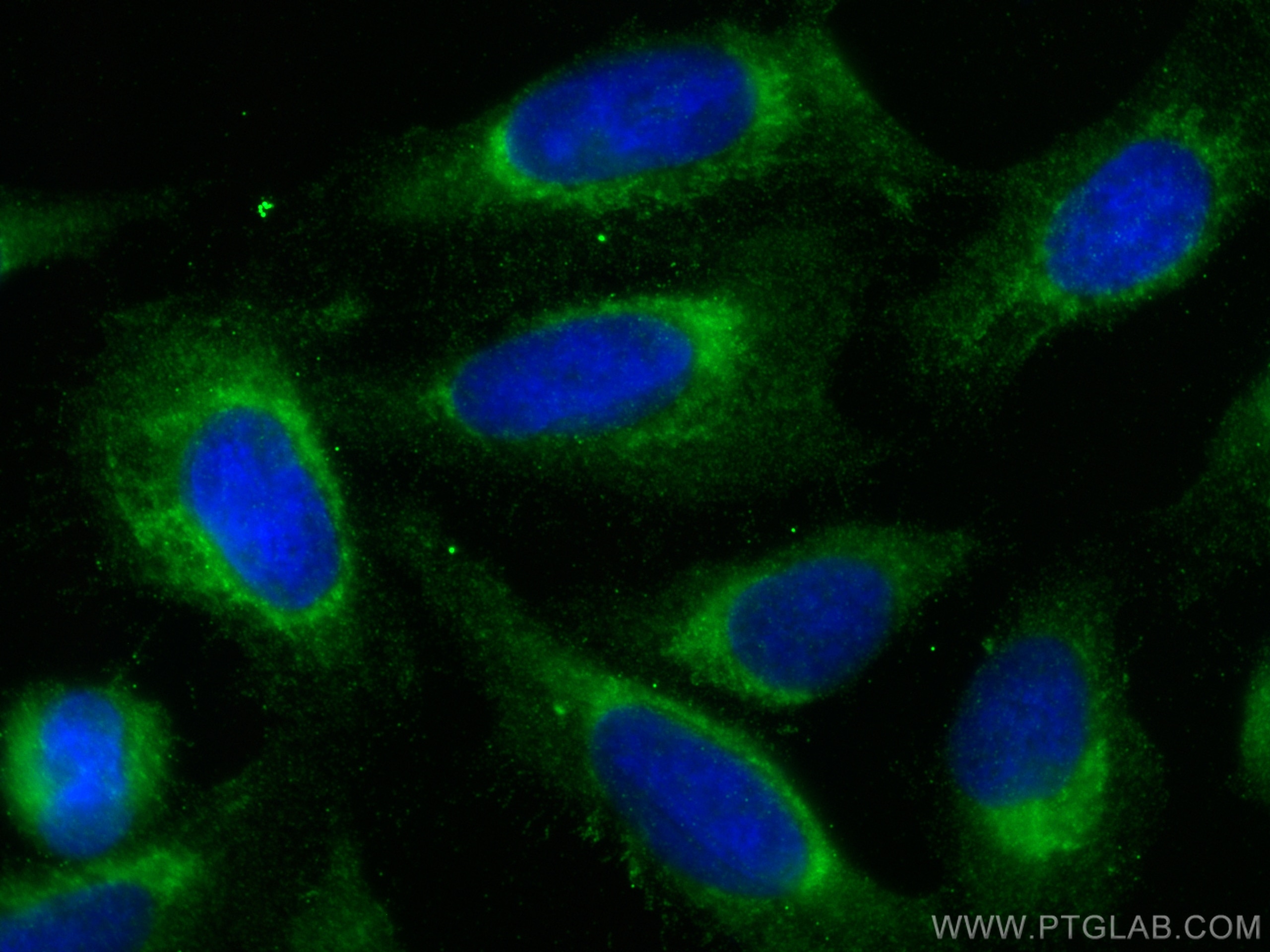 Immunofluorescence (IF) / fluorescent staining of U2OS cells using PLCXD1 Polyclonal antibody (20161-1-AP)