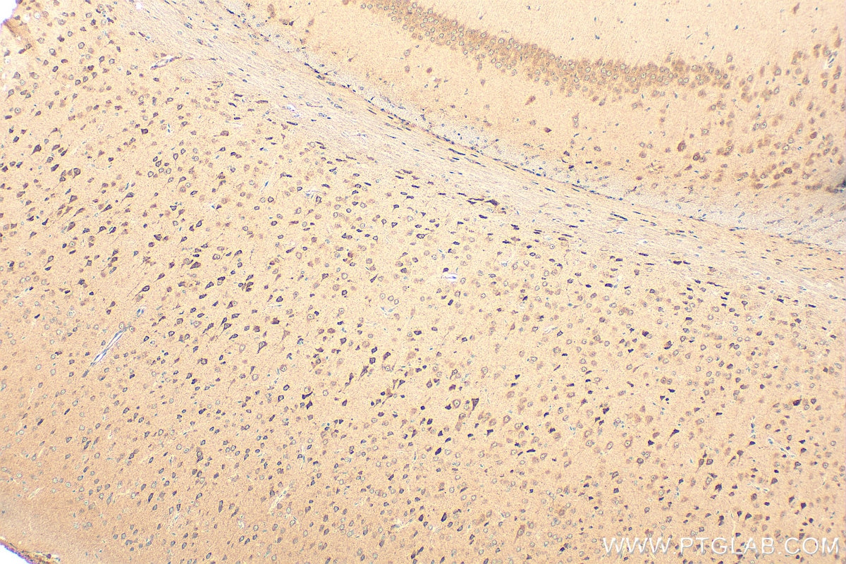 Immunohistochemistry (IHC) staining of mouse brain tissue using PLCXD1 Polyclonal antibody (20161-1-AP)