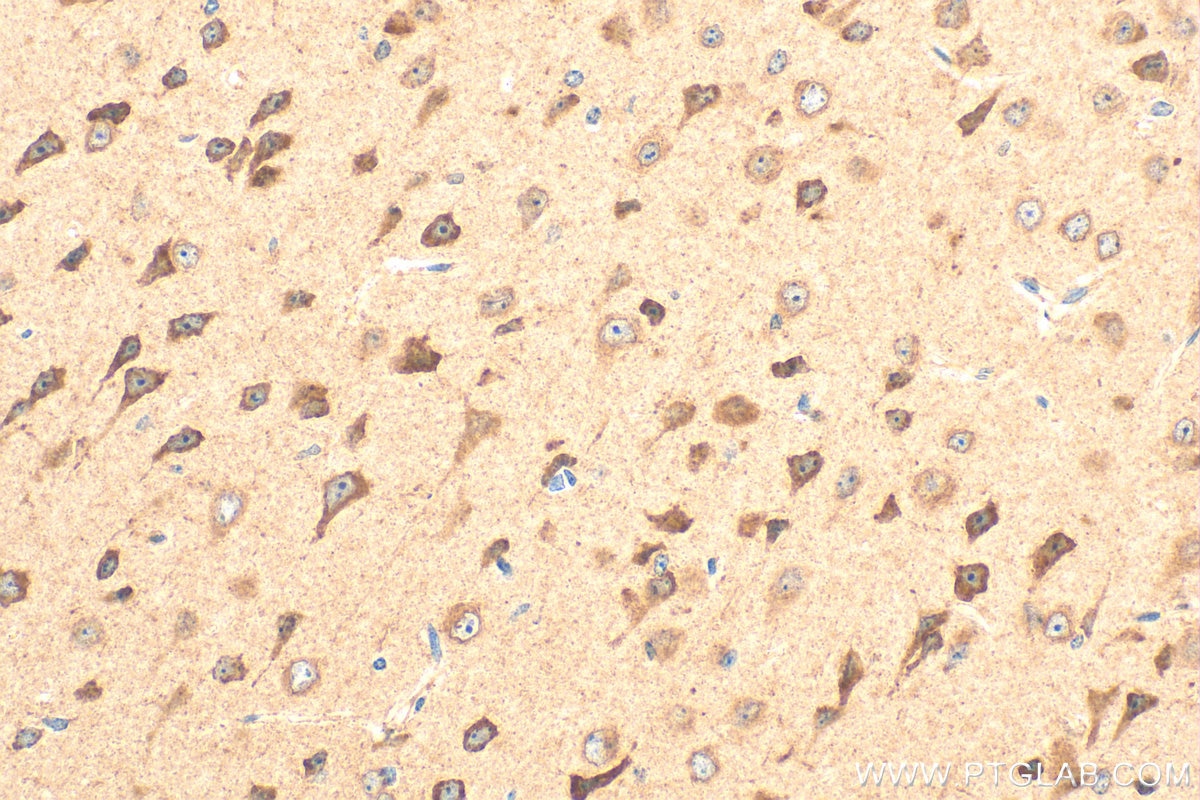 Immunohistochemistry (IHC) staining of mouse brain tissue using PLCXD1 Polyclonal antibody (20161-1-AP)