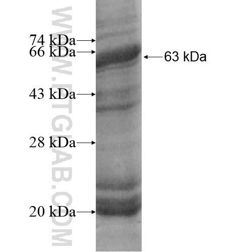 PLCXD1 fusion protein Ag14086 SDS-PAGE