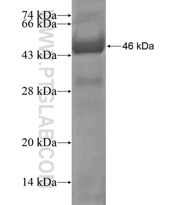 PLCZ1 fusion protein Ag17849 SDS-PAGE