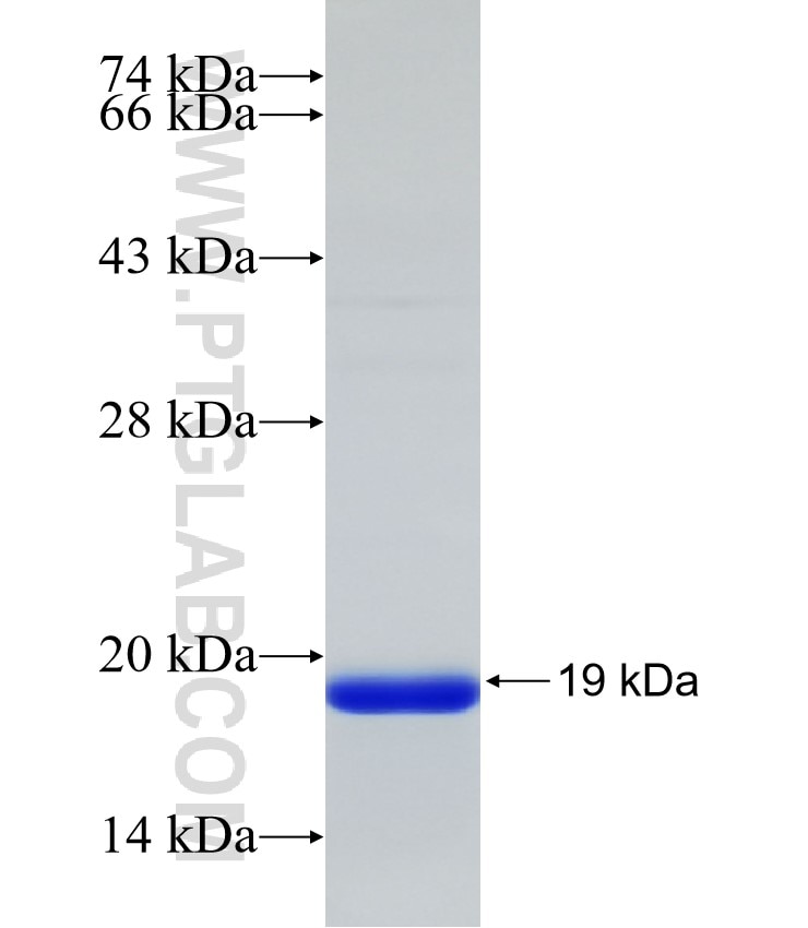 PLD1 fusion protein Ag32525 SDS-PAGE