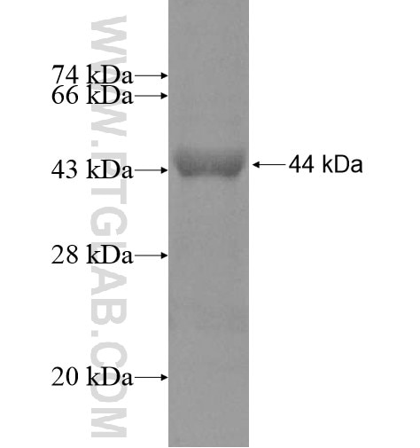 PLD1 fusion protein Ag13227 SDS-PAGE