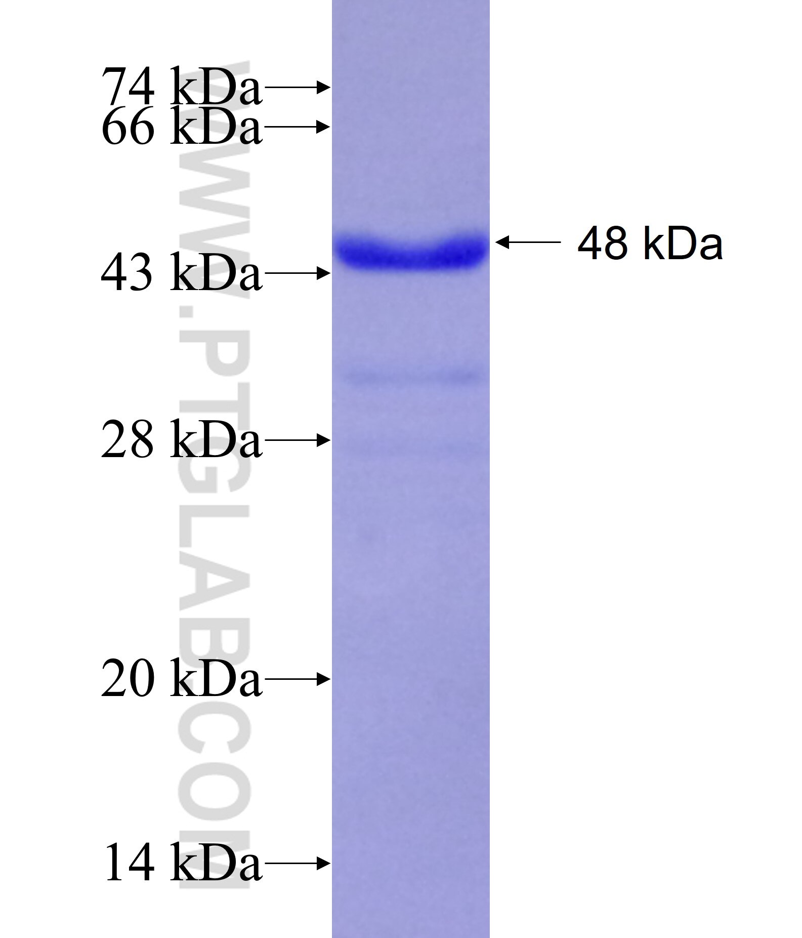 PLD2 fusion protein Ag26464 SDS-PAGE