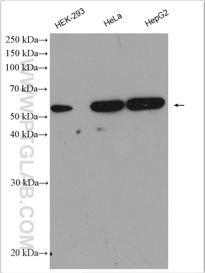 Western Blot (WB) analysis of various lysates using PLD3 Polyclonal antibody (17327-1-AP)