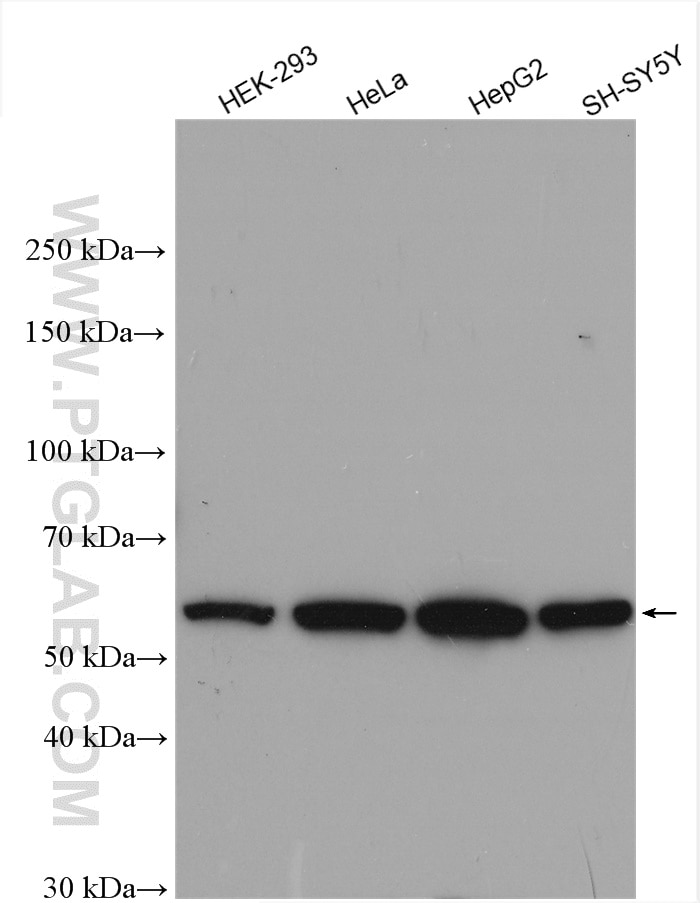 Western Blot (WB) analysis of various lysates using PLD3 Polyclonal antibody (17327-1-AP)