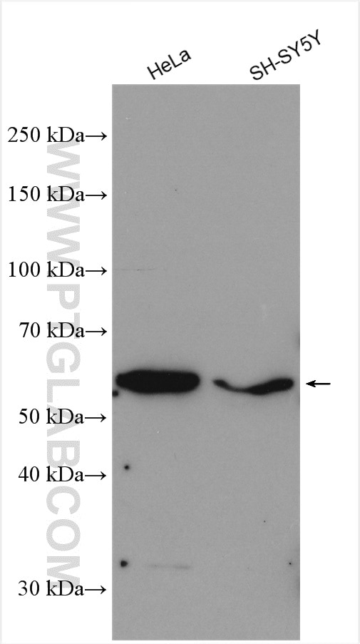 Western Blot (WB) analysis of various lysates using PLD3 Polyclonal antibody (17327-1-AP)