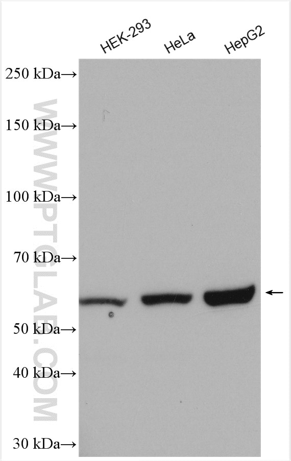 Western Blot (WB) analysis of various lysates using PLD3 Polyclonal antibody (17327-1-AP)