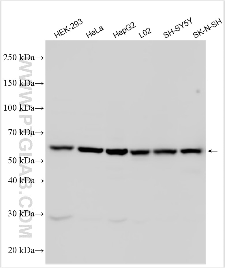 Western Blot (WB) analysis of various lysates using PLD3 Polyclonal antibody (17327-1-AP)