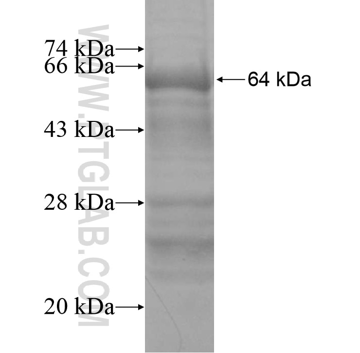 PLD3 fusion protein Ag11306 SDS-PAGE