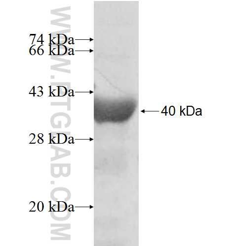 PLD4 fusion protein Ag9510 SDS-PAGE