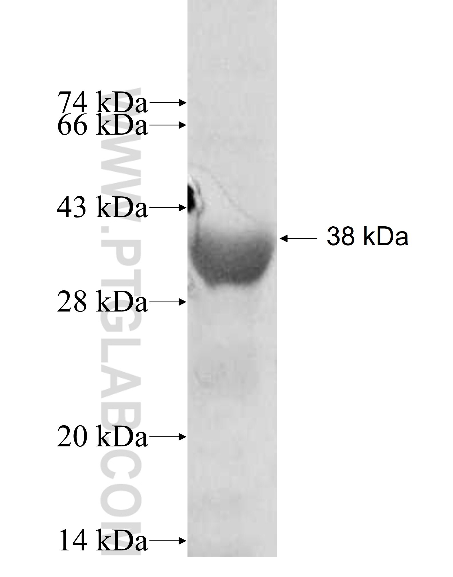 PLD4 fusion protein Ag9510 SDS-PAGE