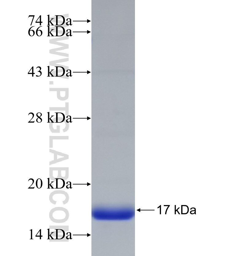 PLD6 fusion protein Ag33159 SDS-PAGE