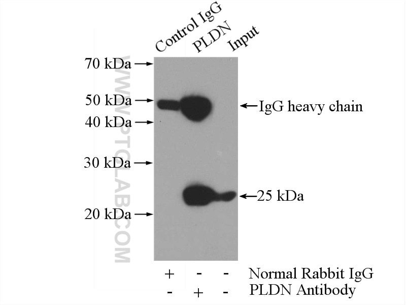 Immunoprecipitation (IP) experiment of K-562 cells using PLDN Polyclonal antibody (10891-2-AP)