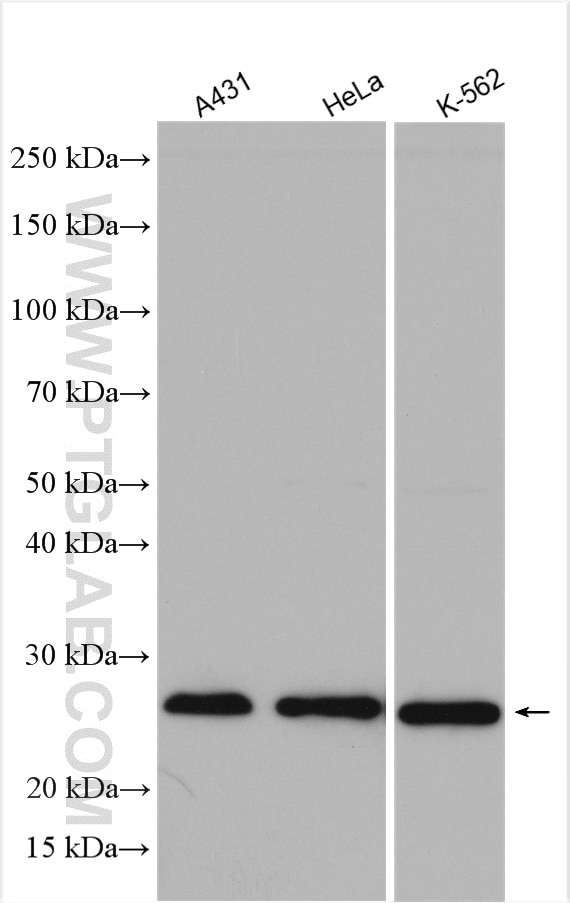 Western Blot (WB) analysis of various lysates using PLDN Polyclonal antibody (10891-2-AP)