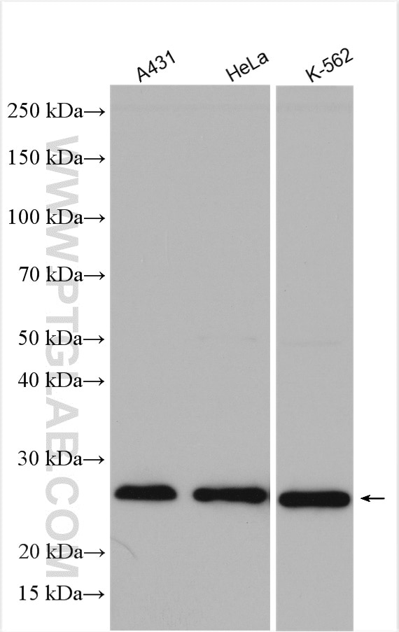 WB analysis using 10891-2-AP