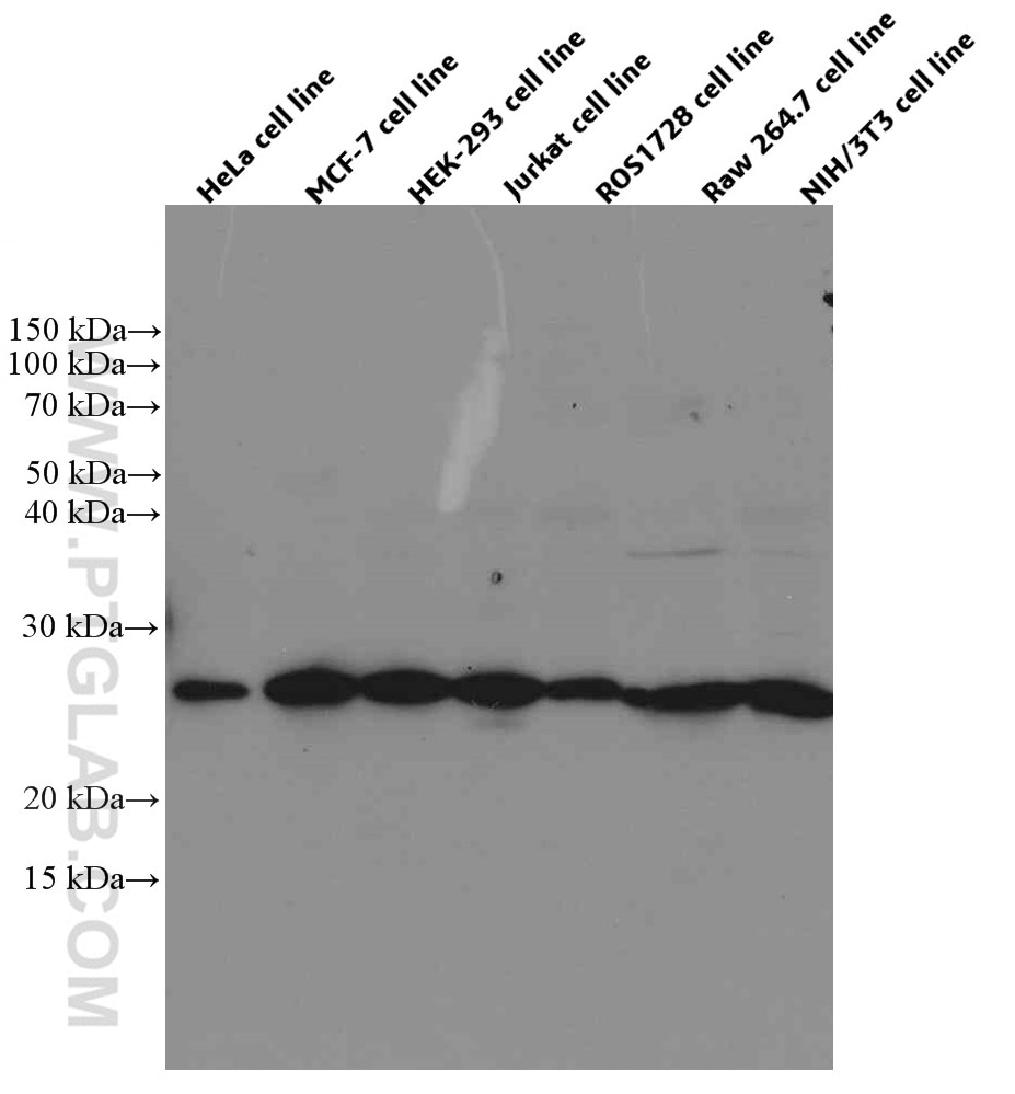 Western Blot (WB) analysis of various lysates using PLDN Monoclonal antibody (66558-1-Ig)