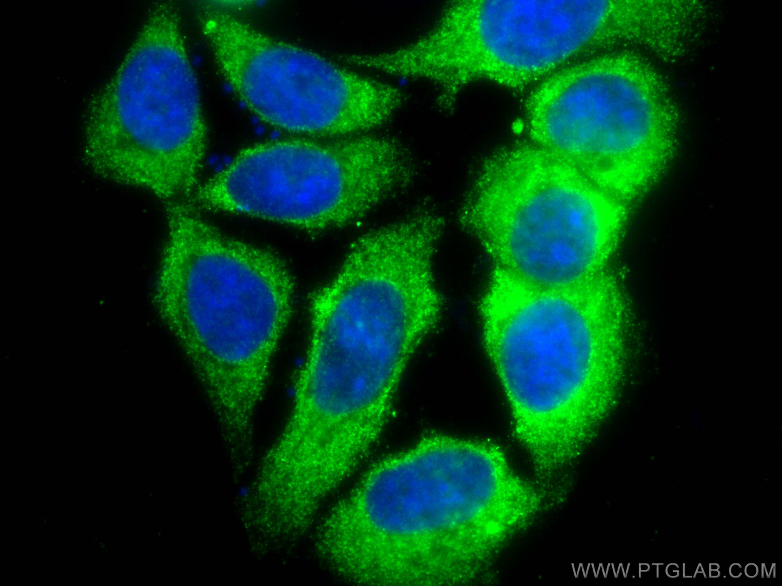 Immunofluorescence (IF) / fluorescent staining of MCF-7 cells using CoraLite® Plus 488-conjugated PLDN Monoclonal anti (CL488-66558)