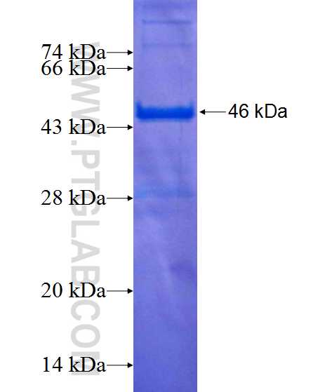 PLDN fusion protein Ag1337 SDS-PAGE