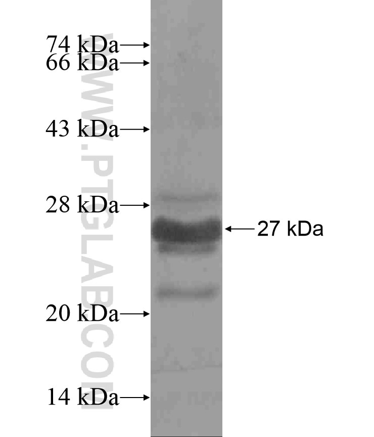 PLDN fusion protein Ag18095 SDS-PAGE