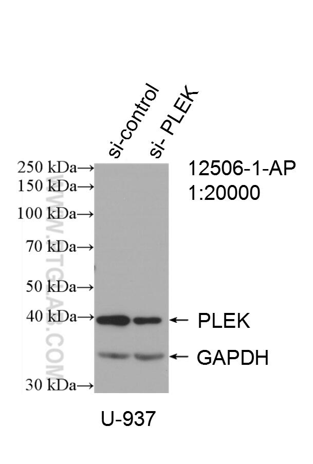 Western Blot (WB) analysis of U-937 cells using PLEK Polyclonal antibody (12506-1-AP)