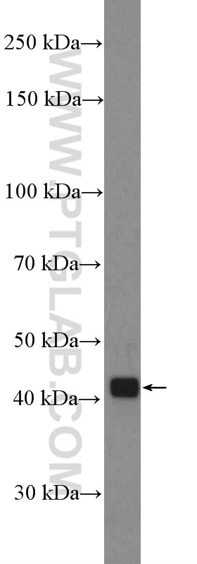 Western Blot (WB) analysis of U-937 cells using PLEK Polyclonal antibody (12506-1-AP)