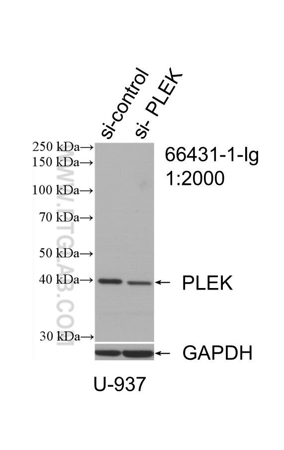 Western Blot (WB) analysis of U-937 cells using PLEK Monoclonal antibody (66431-1-Ig)