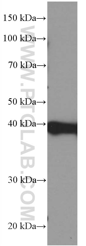 Western Blot (WB) analysis of HL-60 cells using PLEK Monoclonal antibody (66431-1-Ig)
