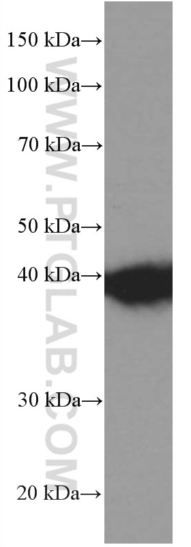 Western Blot (WB) analysis of THP-1 cells using PLEK Monoclonal antibody (66431-1-Ig)