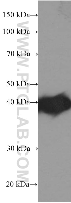 Western Blot (WB) analysis of U-937 cells using PLEK Monoclonal antibody (66431-1-Ig)