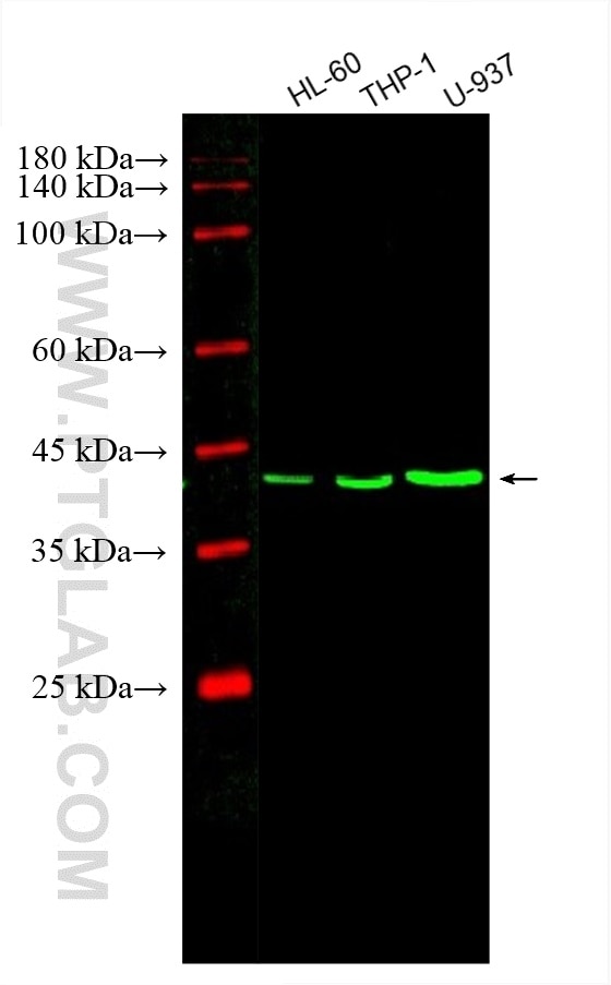 Western Blot (WB) analysis of various lysates using CoraLite® Plus 488-conjugated PLEK Monoclonal anti (CL488-66431)