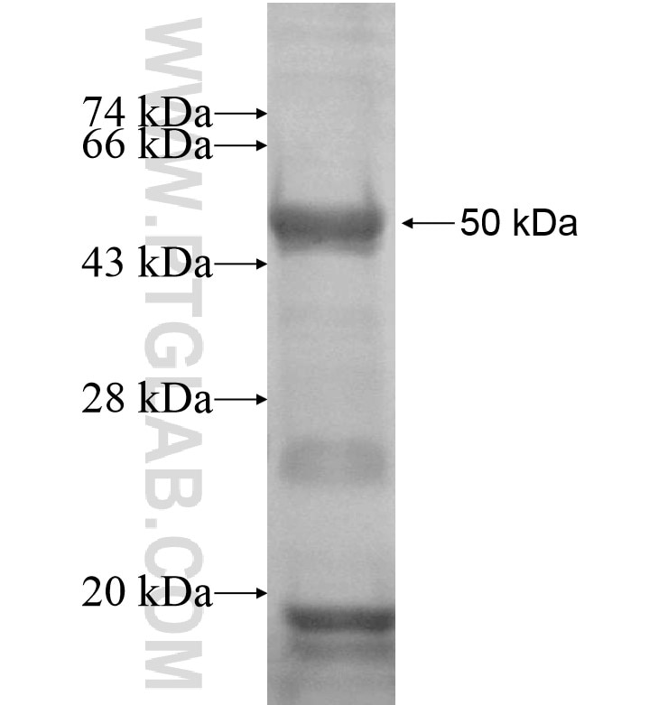 PLEK fusion protein Ag16312 SDS-PAGE