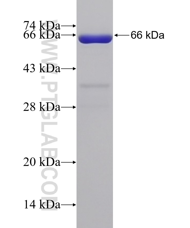 PLEK fusion protein Ag3187 SDS-PAGE