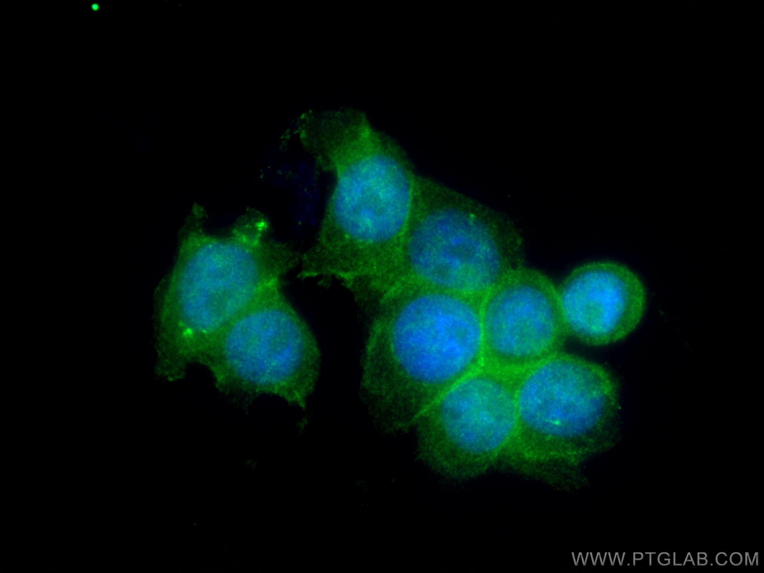 Immunofluorescence (IF) / fluorescent staining of HT-29 cells using PLEK2 Polyclonal antibody (11685-1-AP)
