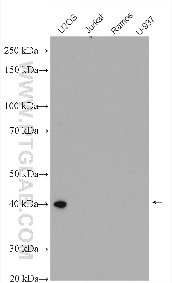 Western Blot (WB) analysis of various lysates using PLEK2 Polyclonal antibody (11685-1-AP)