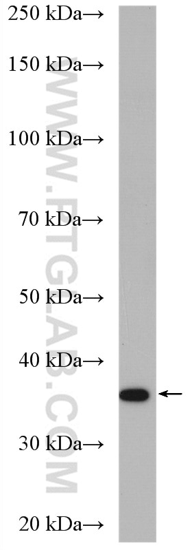 Western Blot (WB) analysis of Caco-2 cells using PLEK2 Polyclonal antibody (11685-1-AP)