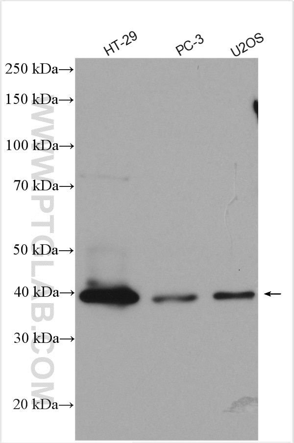 Western Blot (WB) analysis of various lysates using PLEK2 Polyclonal antibody (11685-1-AP)