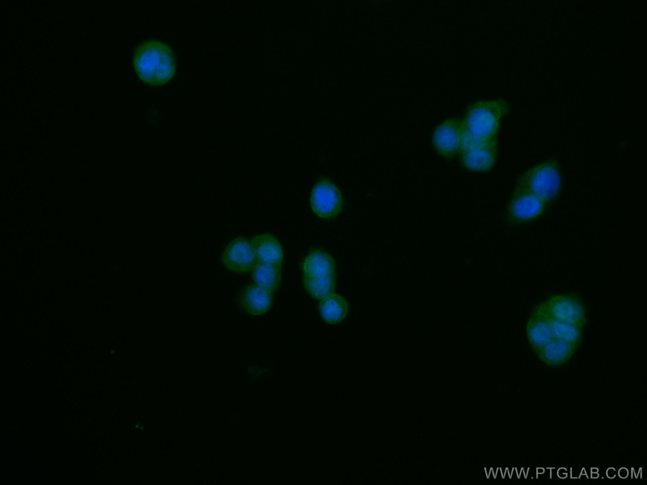 IF Staining of HT-29 using CL488-11685