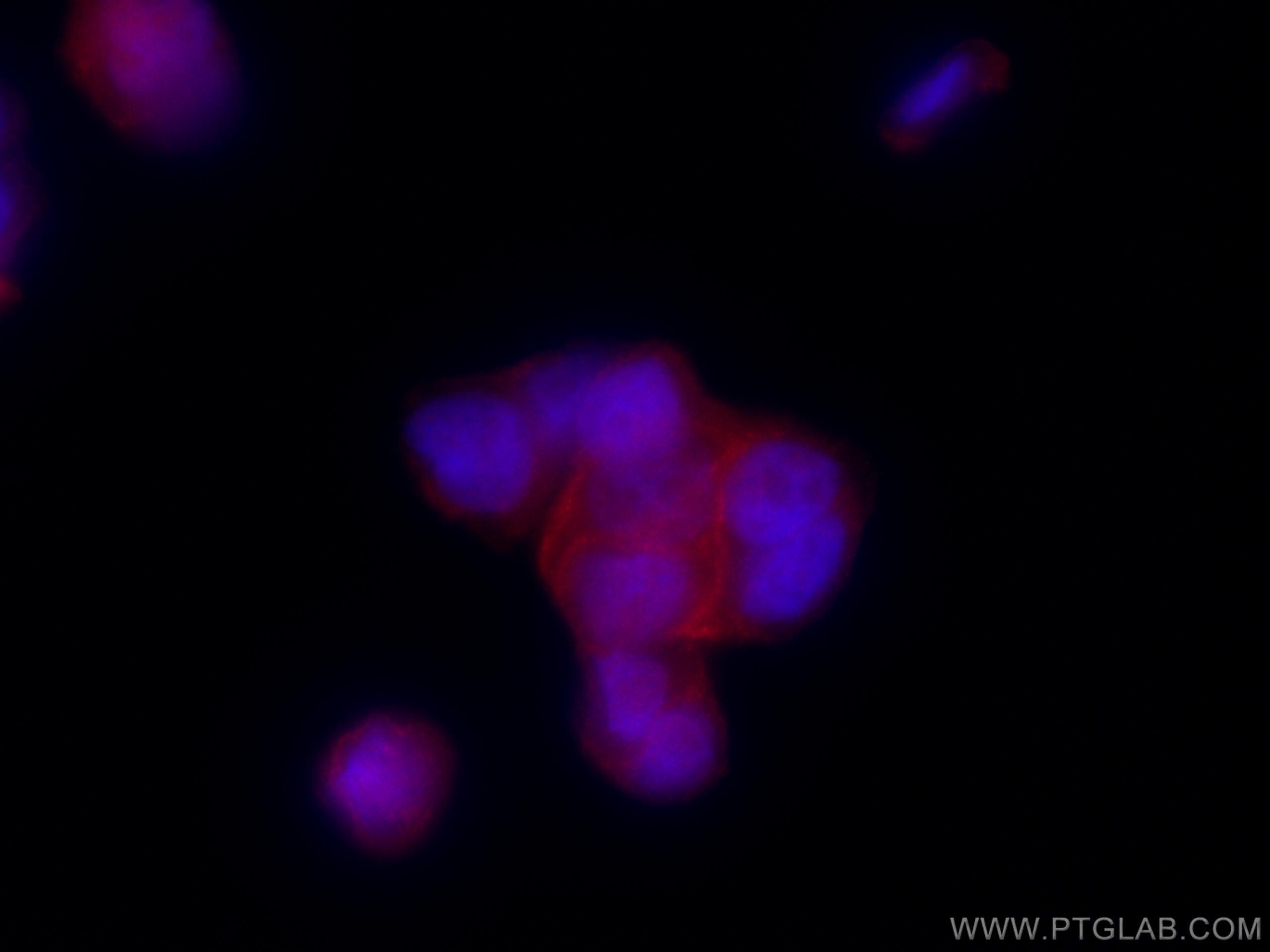 Immunofluorescence (IF) / fluorescent staining of HT-29 cells using CoraLite®594-conjugated PLEK2 Polyclonal antibody (CL594-11685)