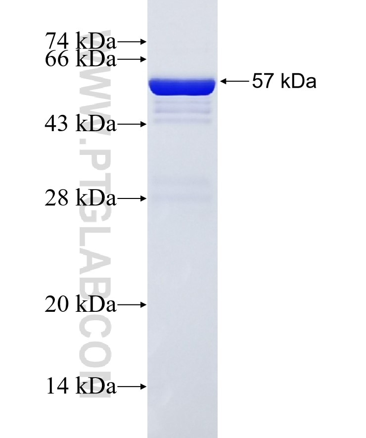 PLEK2 fusion protein Ag2297 SDS-PAGE